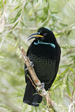 Image. Paradise Riflebird