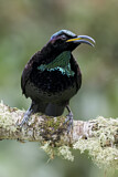 Image. Paradise Riflebird