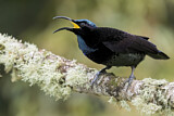 Image. Paradise Riflebird