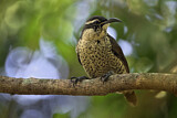 Image. Paradise Riflebird