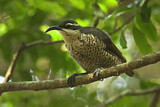 Image. Paradise Riflebird