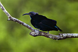 Image. Paradise Riflebird