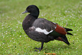 Image. Paradise Shelduck