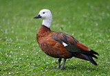 Image. Paradise Shelduck