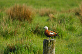 Image. Paradise Shelduck