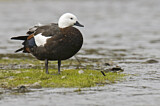Image. Paradise Shelduck