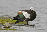 Image. Paradise Shelduck