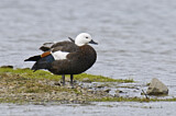 Image. Paradise Shelduck