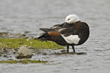 Image. Paradise Shelduck