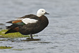 Image. Paradise Shelduck