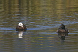 Image. Paradise Shelduck