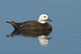Image. Paradise Shelduck