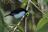 Image. Paradise Tanager