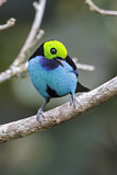 Image. Paradise Tanager