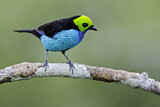 Image. Paradise Tanager