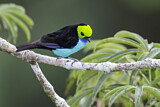 Image. Paradise Tanager