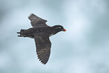 Image. Parakeet Auklet