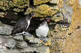 Image. Parakeet Auklet