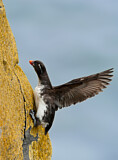 Image. Parakeet Auklet