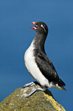 Image. Parakeet Auklet