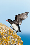 Image. Parakeet Auklet