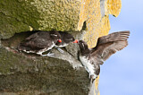 Image. Parakeet Auklet