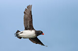 Image. Parakeet Auklet
