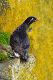 Image. Parakeet Auklet