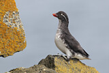 Image. Parakeet Auklet