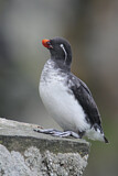 Image. Parakeet Auklet