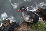 Image. Parakeet Auklet