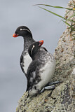 Image. Parakeet Auklet