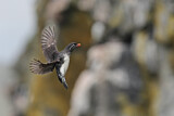 Image. Parakeet Auklet