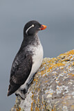 Image. Parakeet Auklet