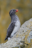 Image. Parakeet Auklet
