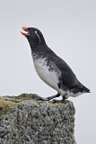 Image. Parakeet Auklet
