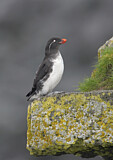 Image. Parakeet Auklet