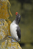 Image. Parakeet Auklet