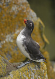Image. Parakeet Auklet