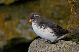 Image. Parakeet Auklet
