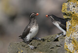 Image. Parakeet Auklet