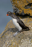 Image. Parakeet Auklet