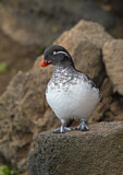 Image. Parakeet Auklet