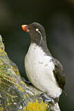 Image. Parakeet Auklet