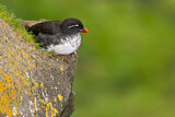 Image. Parakeet Auklet