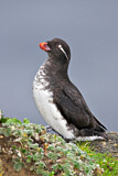 Image. Parakeet Auklet
