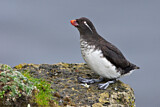 Image. Parakeet Auklet