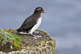 Image. Parakeet Auklet