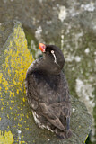 Image. Parakeet Auklet