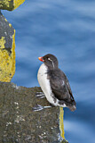 Image. Parakeet Auklet
